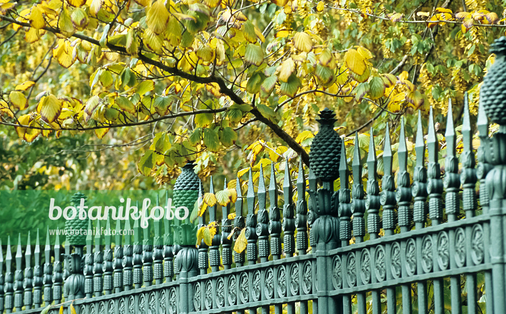 440183 - Turquoise-coloured metal garden fence with ornaments, pineapple-shaped tops and lance-shaped tips