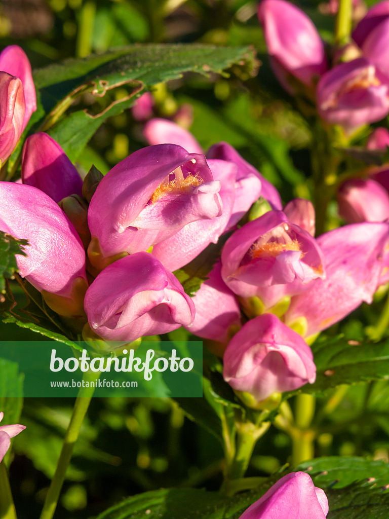 428307 - Turtlehead (Chelone obliqua)