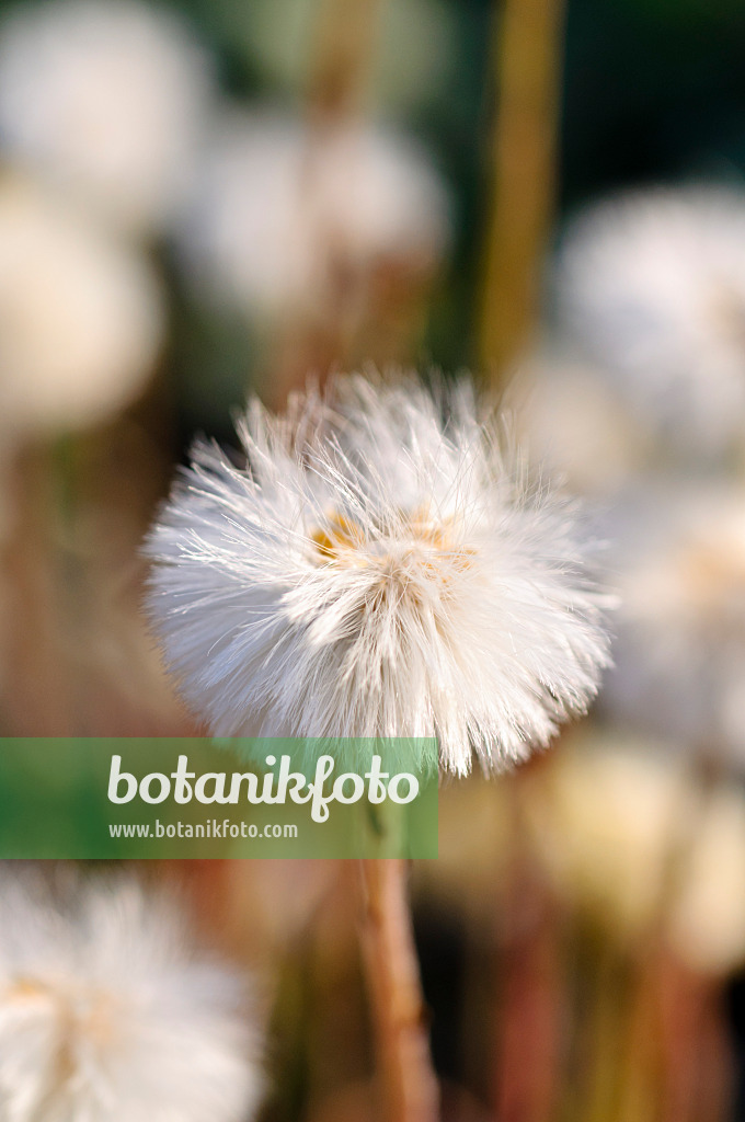484079 - Tussilage (Tussilago farfara)