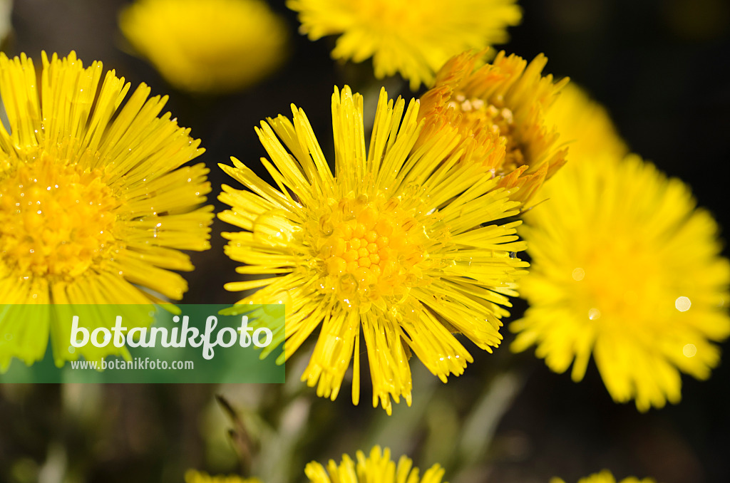 495186 - Tussilage (Tussilago farfara)