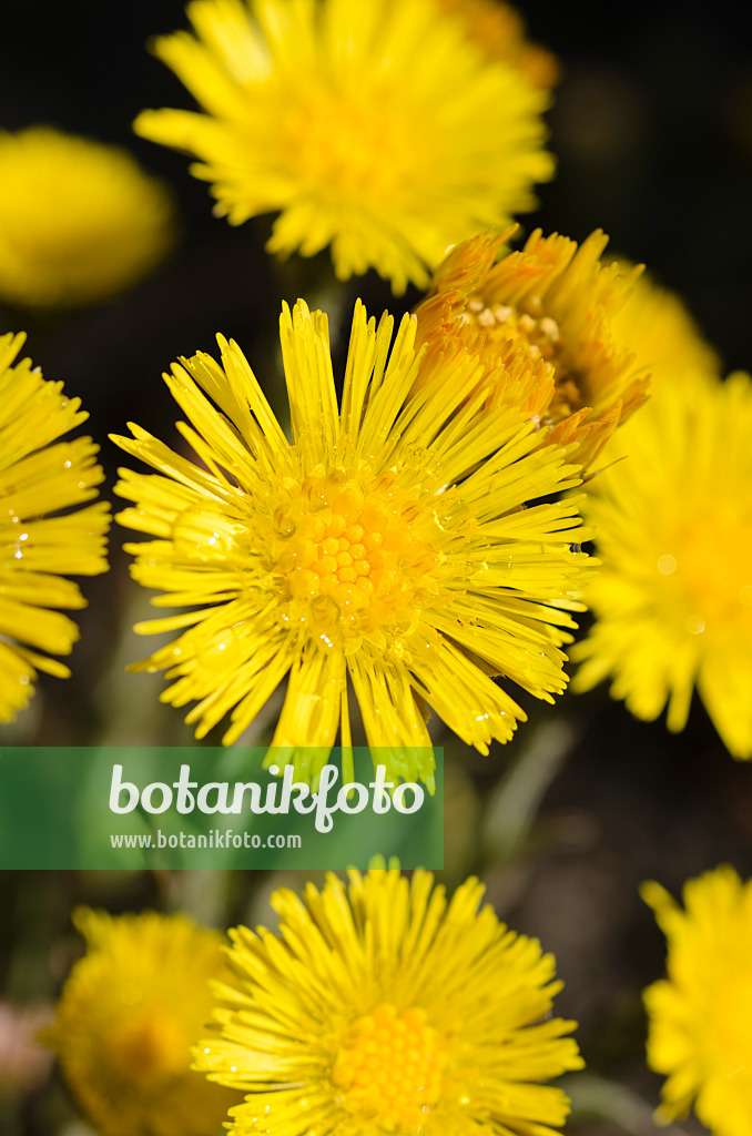 495187 - Tussilage (Tussilago farfara)
