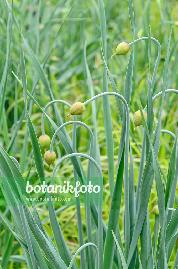 508107 - Twistedleaf garlic (Allium obliquum)