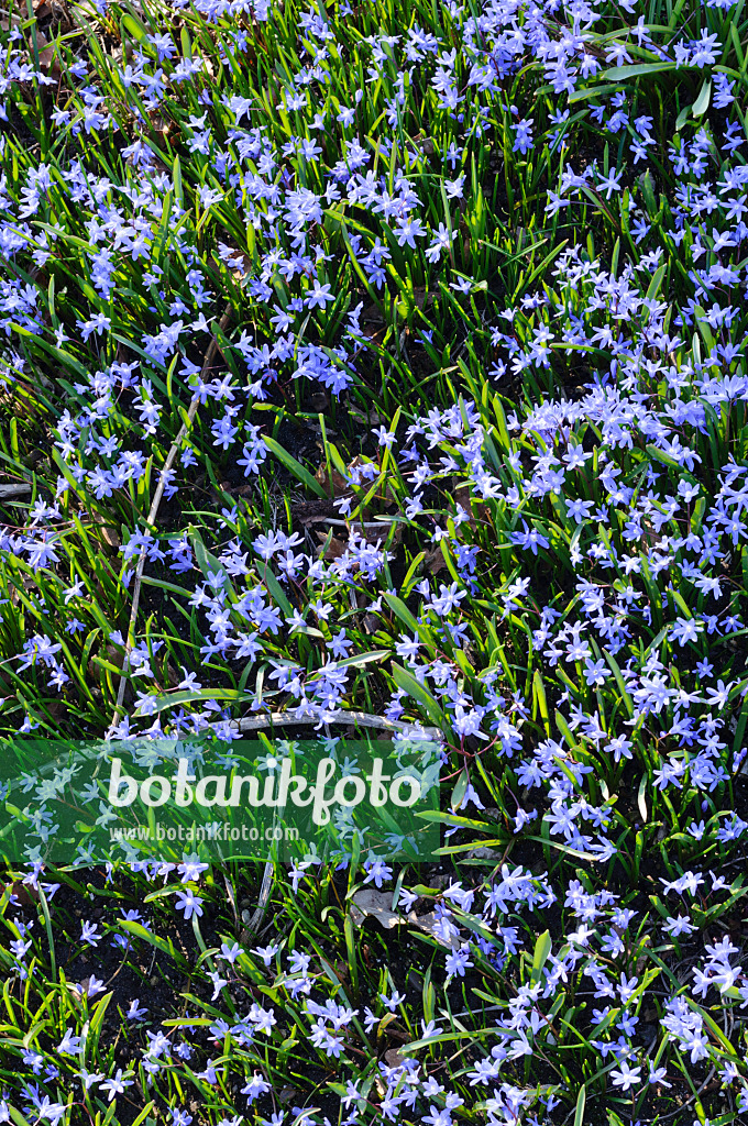 470100 - Two-leaf squill (Scilla bifolia)