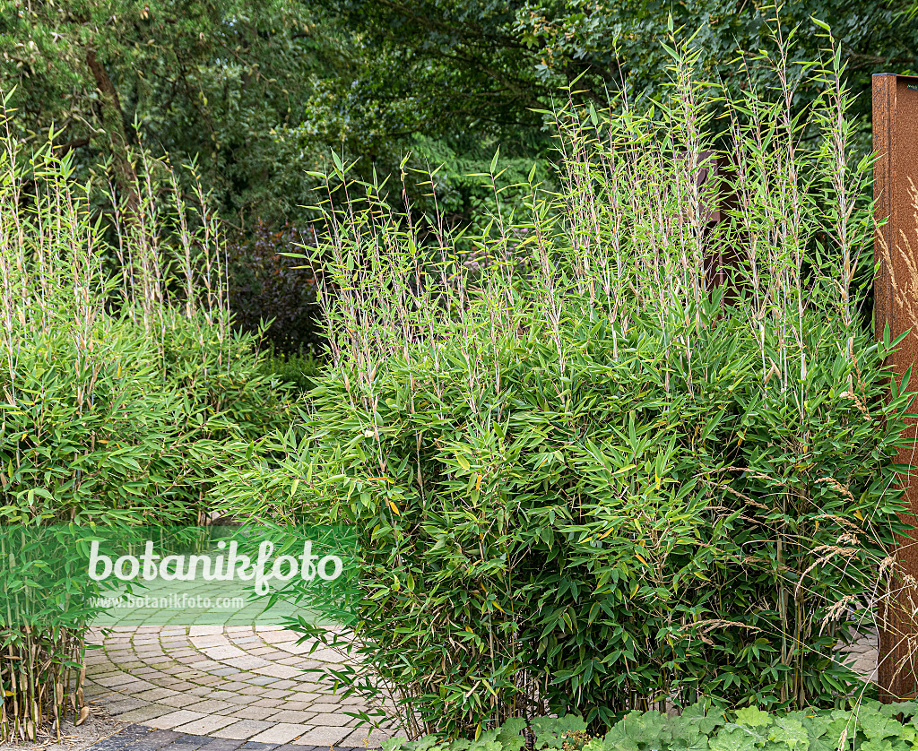 651269 - Umbrella bamboo (Fargesia murieliae 'Red Zebra' syn. Thamnocalamus spathaceus 'Red Zebra')