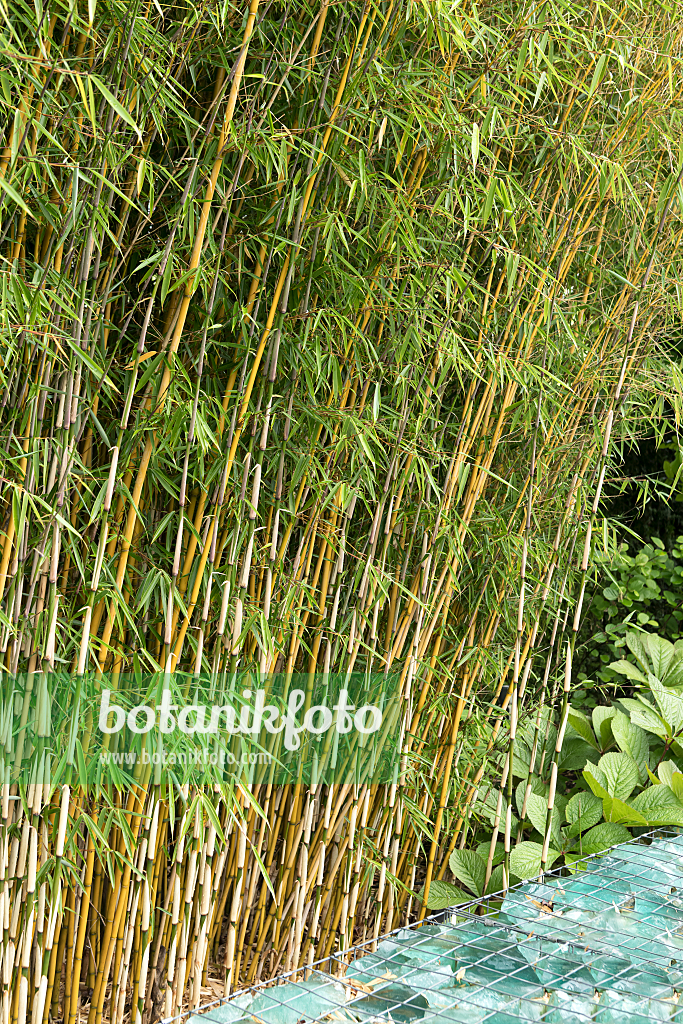 664147 - Umbrella bamboo (Fargesia robusta 'Campbell')