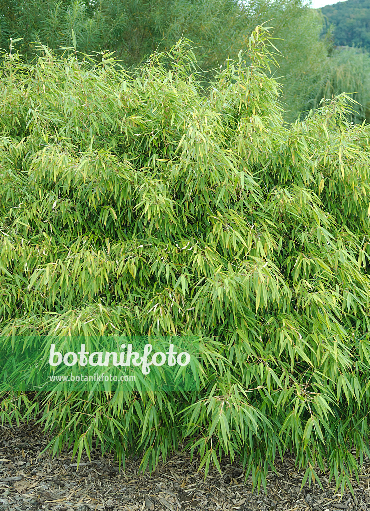 535274 - Umbrella bamboo (Fargesia rufa)