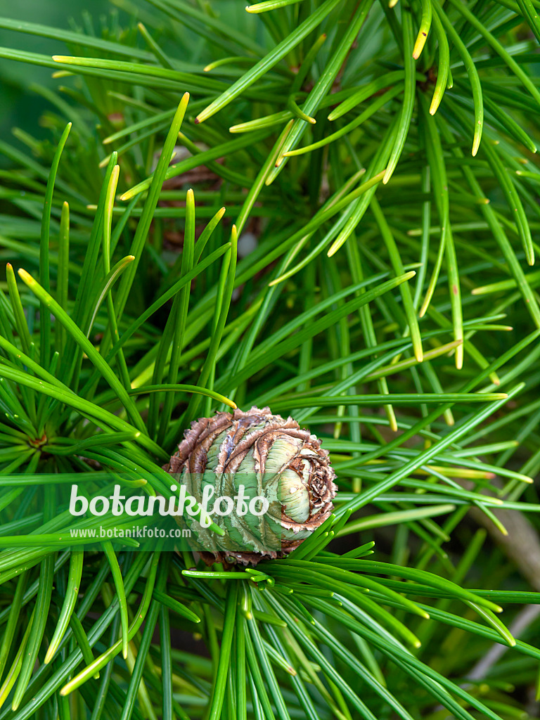 438262 - Umbrella pine (Sciadopitys verticillata)