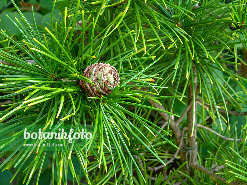 438263 - Umbrella pine (Sciadopitys verticillata)