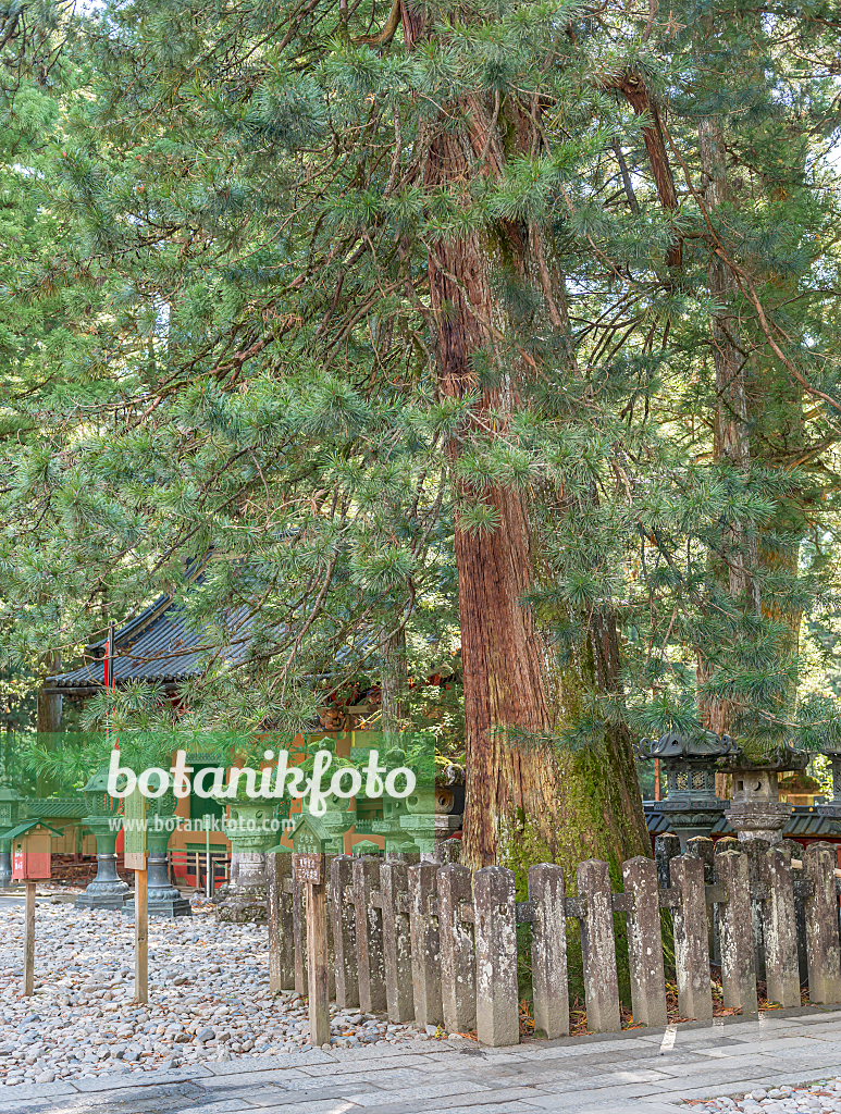 664432 - Umbrella pine (Sciadopitys verticillata)