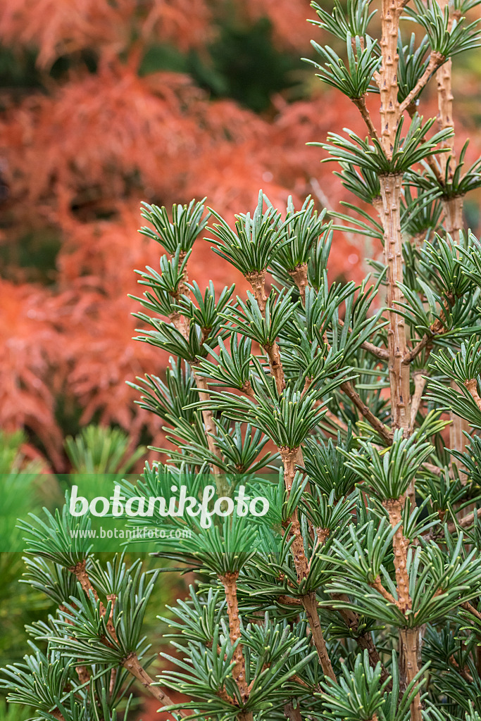 625377 - Umbrella pine (Sciadopitys verticillata 'Sternschnuppe')