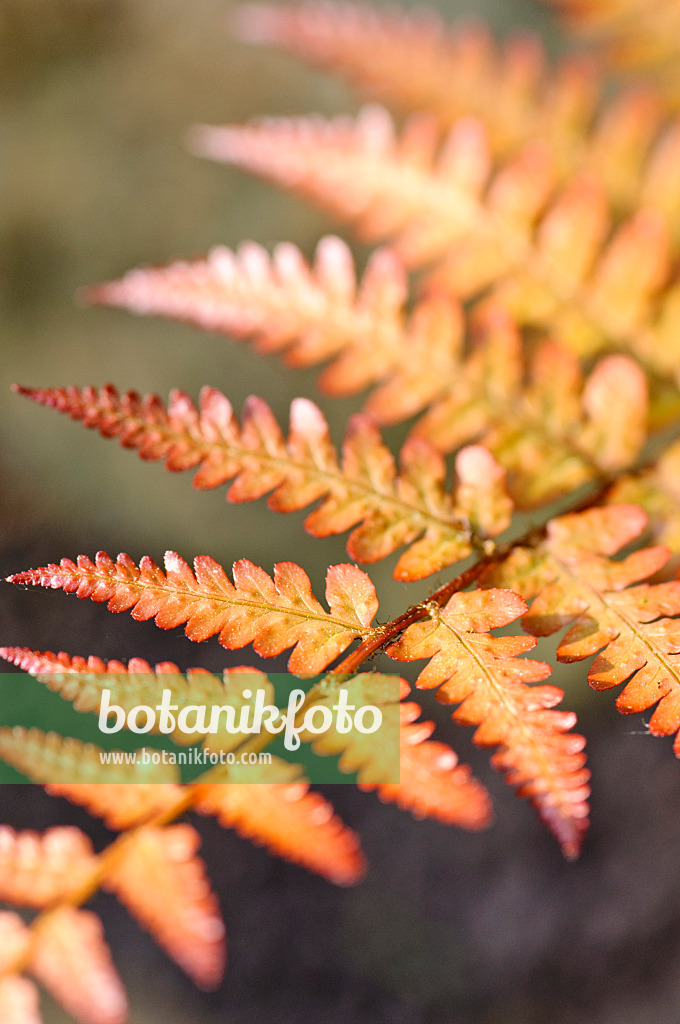 472057 - Uniformed male fern (Dryopteris uniformis)