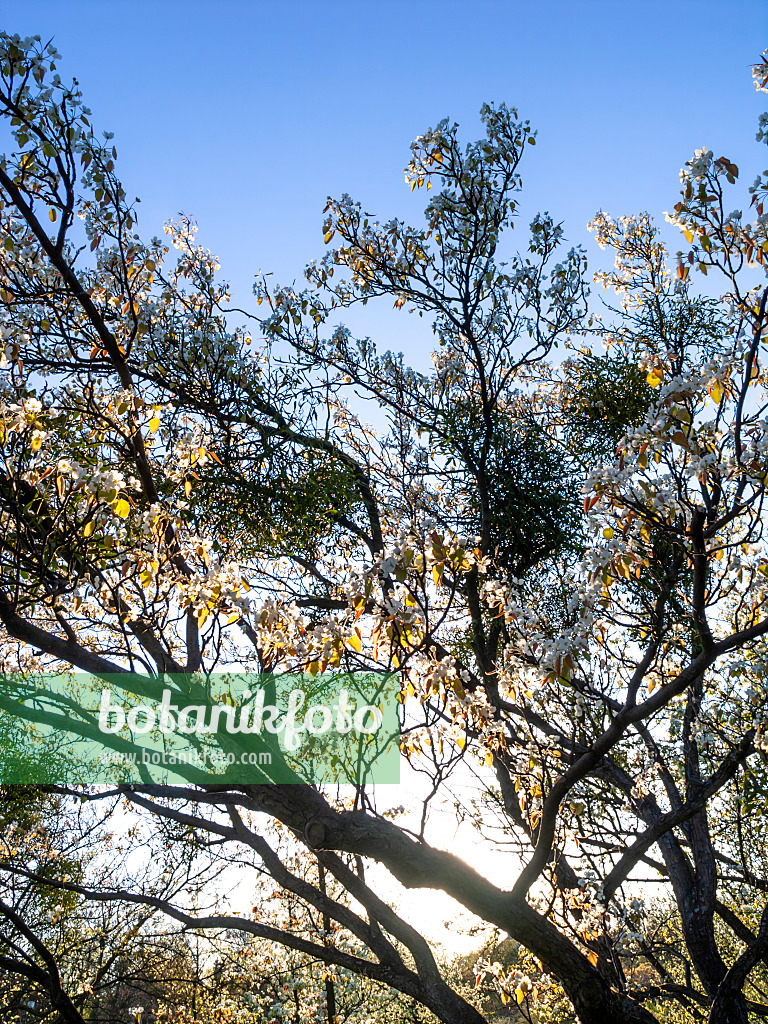 424135 - Ussurian pear (Pyrus ussuriensis)