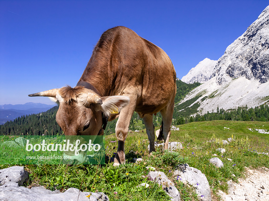 439353 - Vache, réserve naturelle de Wettersteingebirge, Allemagne