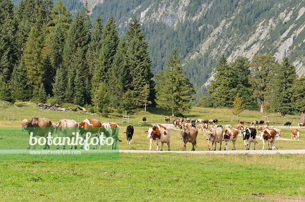 536089 - Vaches qui marchent vers leurs étables, Enger Tal, Alpenpark Karwendel, Autriche