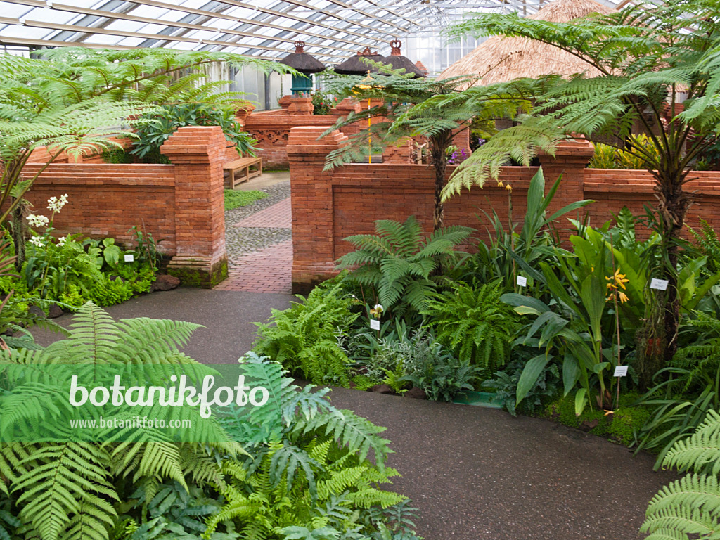 418092 - Various ferns between red walls, Balinese Garden, Erholungspark Marzahn, Berlin, Germany
