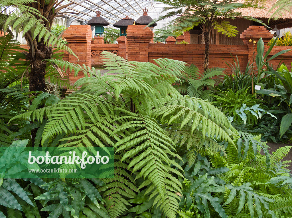 418095 - Various ferns between red walls, Balinese Garden, Erholungspark Marzahn, Berlin, Germany