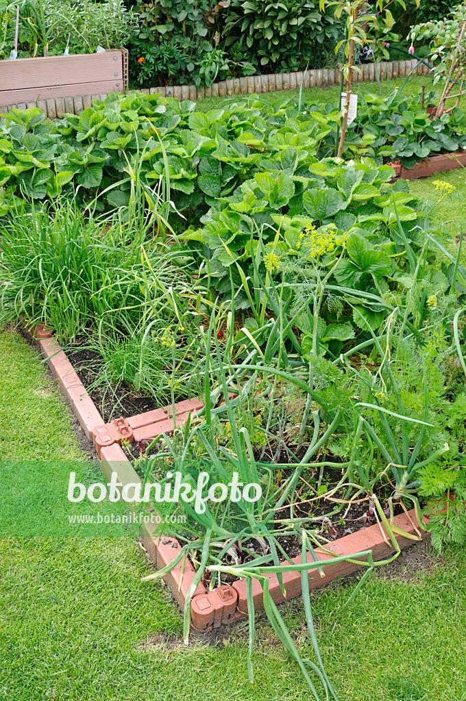 473196 - Vegetable bed