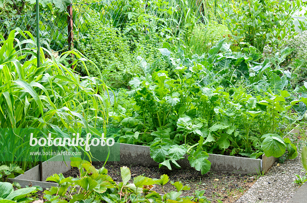 474313 - Vegetable garden