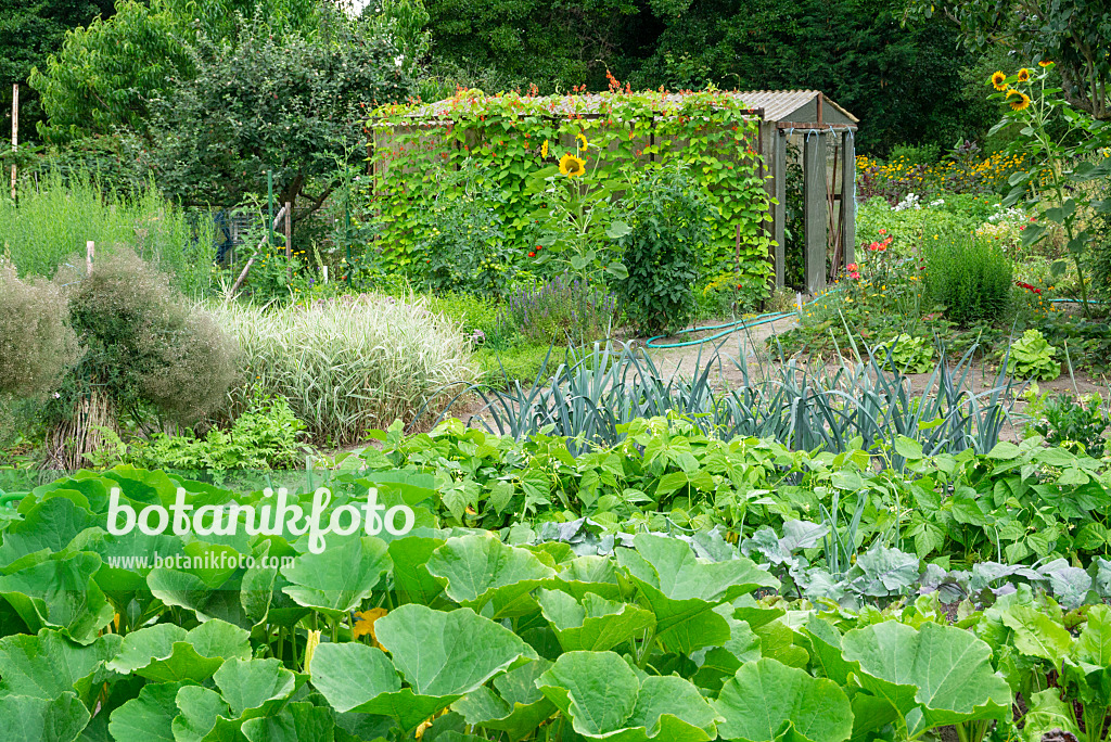 625041 - Vegetable garden with greenhouse
