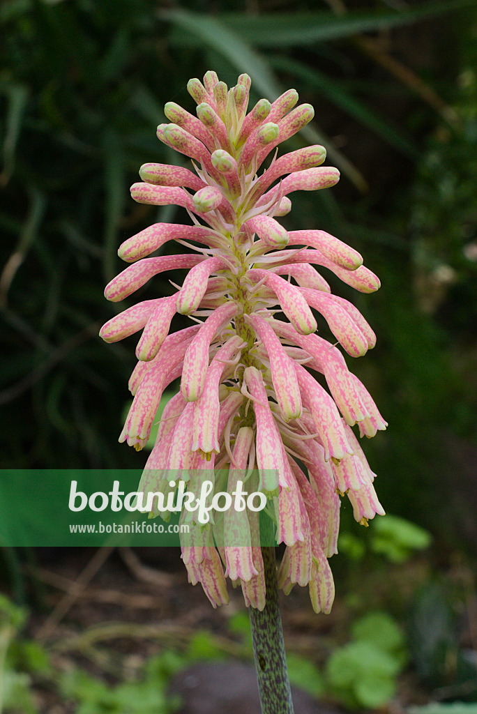 672023 - Veltheimia bracteata