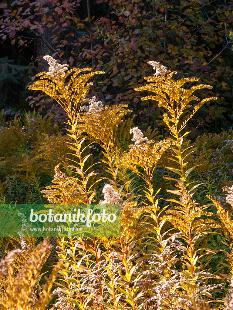 406042 - Verge d'or à rayons nombreux (Solidago multiradiata)