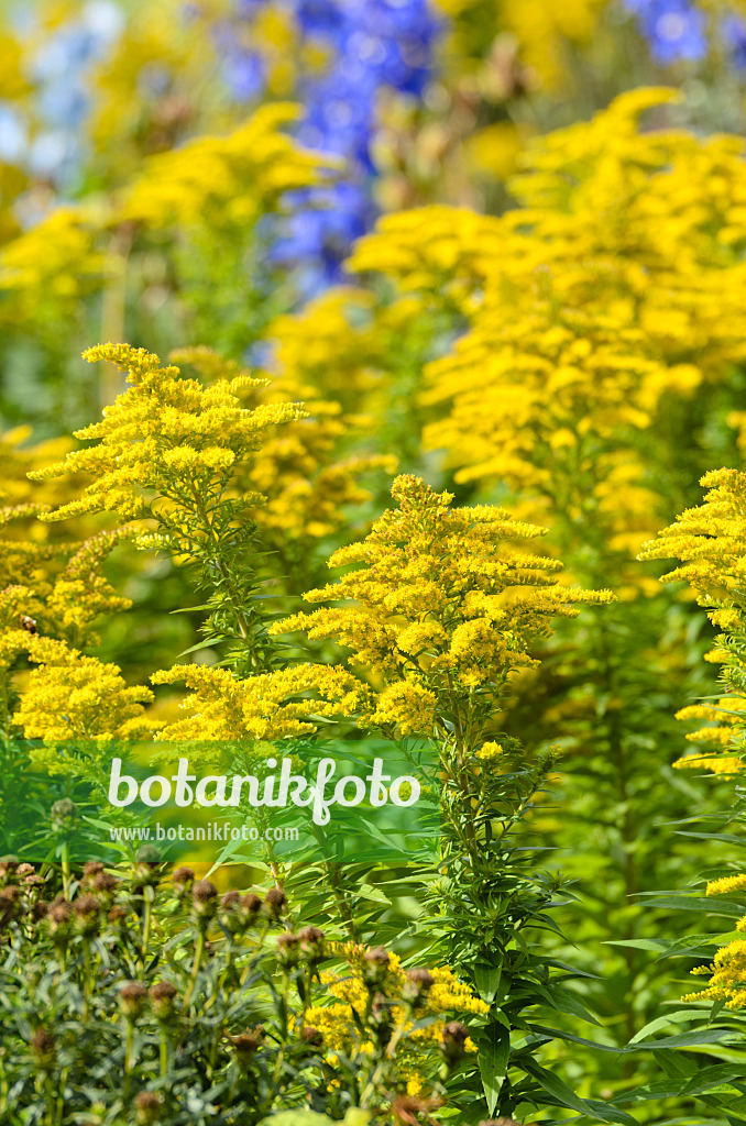 500023 - Verge d'or (Solidago)