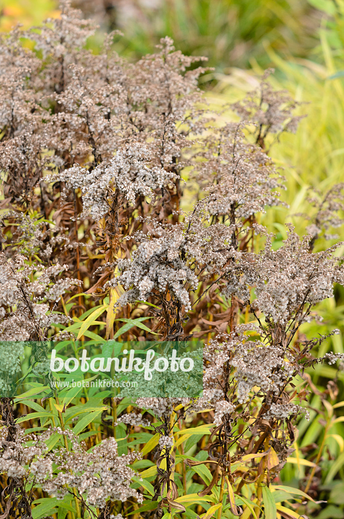 525323 - Verge d'or (Solidago)