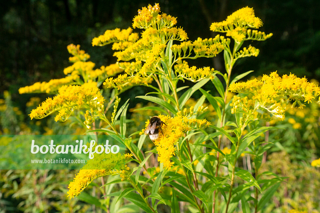 625082 - Verge d'or (Solidago) et bourdon (Bombus)