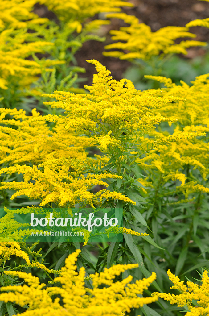 535134 - Verge des jardins (Solidago x cultorum 'Perkeo')