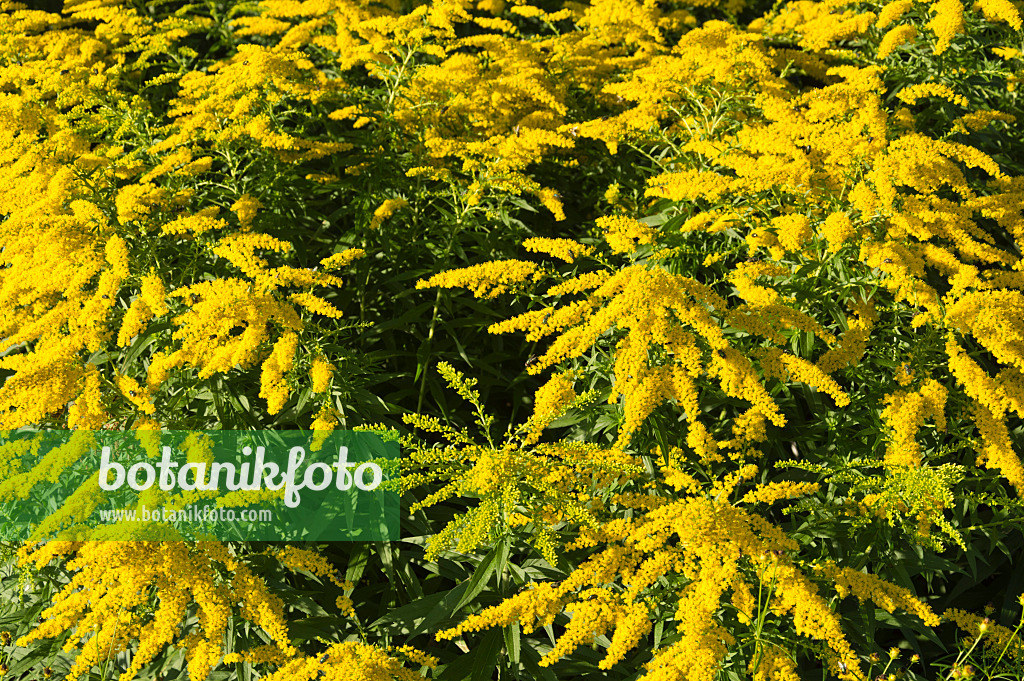 511130 - Verge des jardins (Solidago x cultorum 'Strahlenkrone')