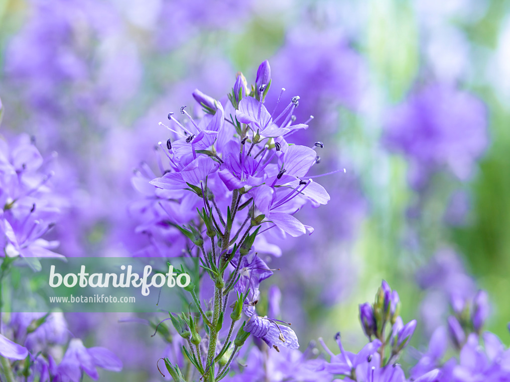 438211 - Véronique germandrée (Veronica teucrium)