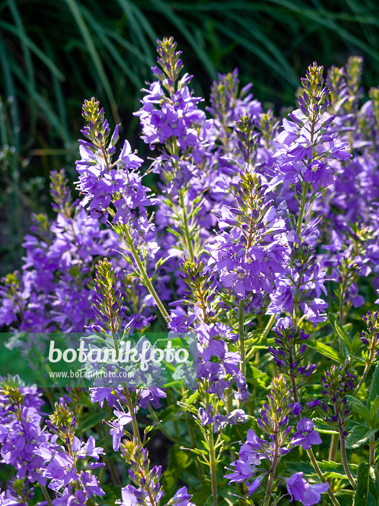 438222 - Véronique germandrée (Veronica teucrium)