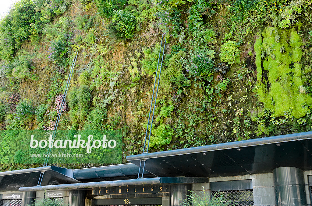 557212 - Vertical garden, Halles d'Avignon, France