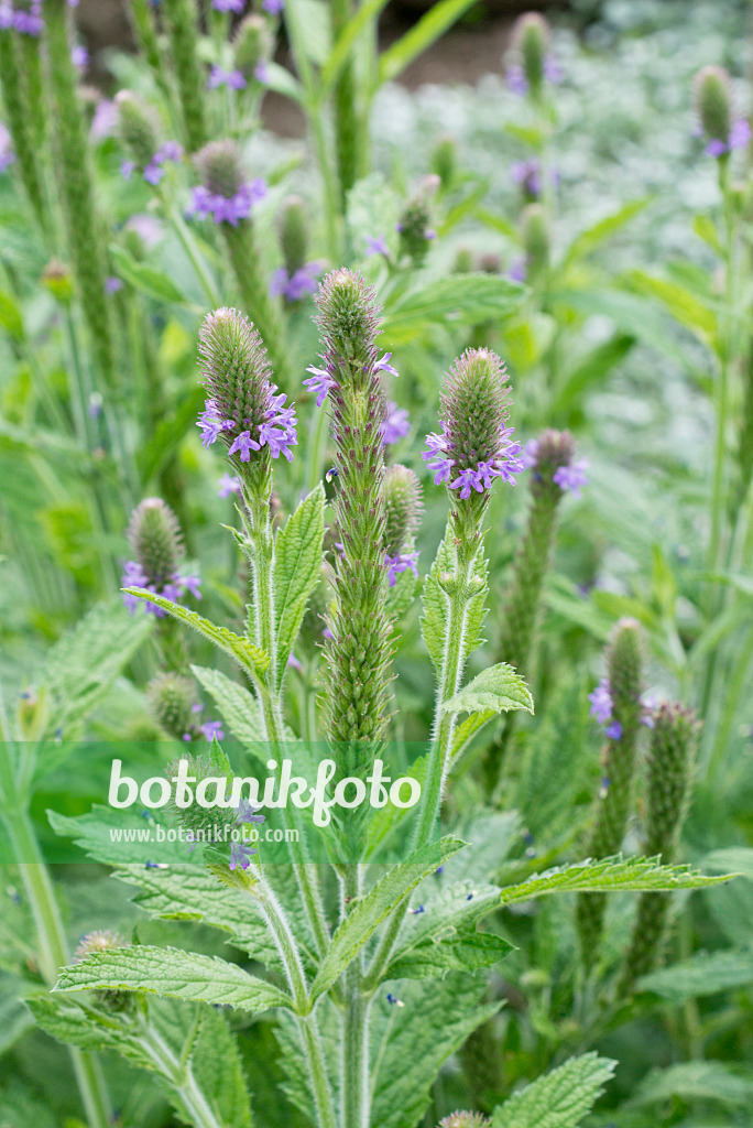 561049 - Vervain (Verbena macdougalii)