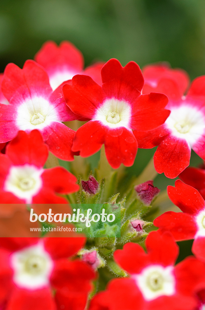 475229 - Vervain (Verbena Novalis Scharlach)