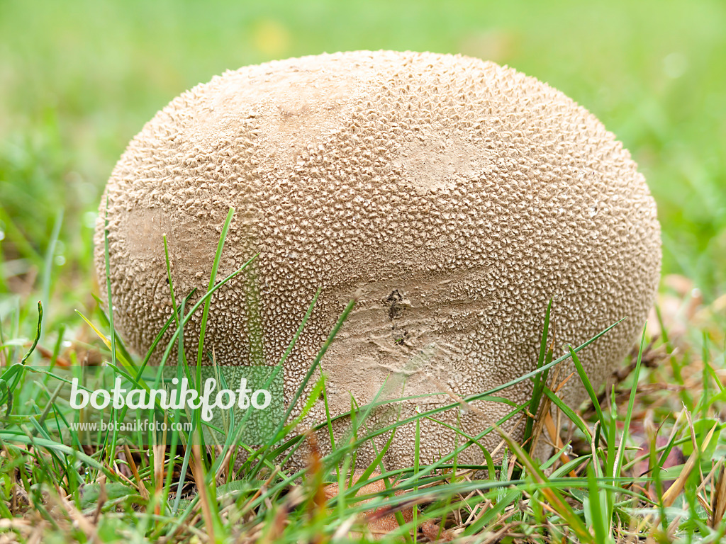 524223 - Vesse-de-loup ciselée (Lycoperdon utriforme)