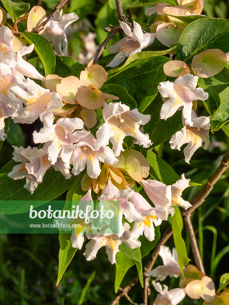 425096 - Vielblütiges Doppelschild (Dipelta floribunda)