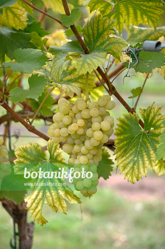 517391 - Vigne cultivée (Vitis vinifera 'Evita')