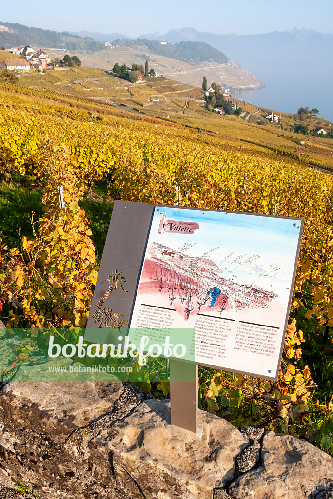 453178 - Vignobles au bord du Lac Léman, Lavaux, Suisse