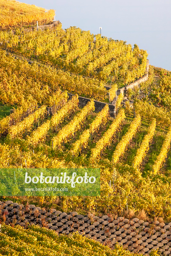 453182 - Vignobles au bord du Lac Léman, Lavaux, Suisse