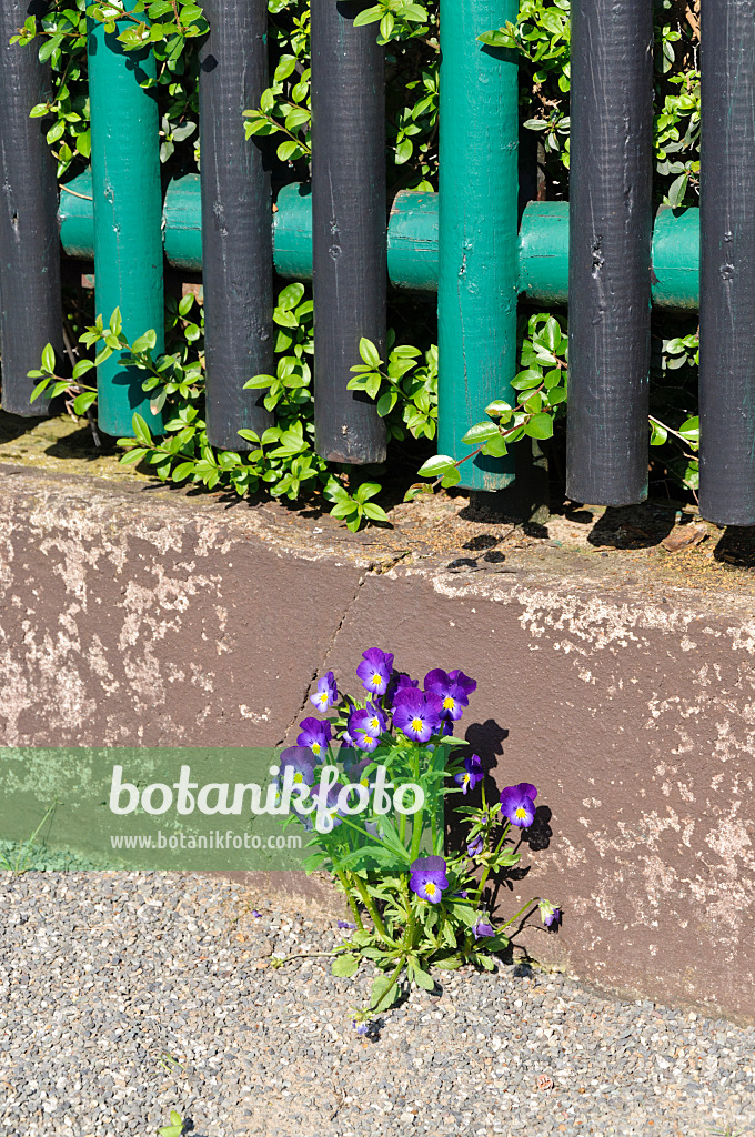 484178 - Violet (Viola) in front of a garden fence