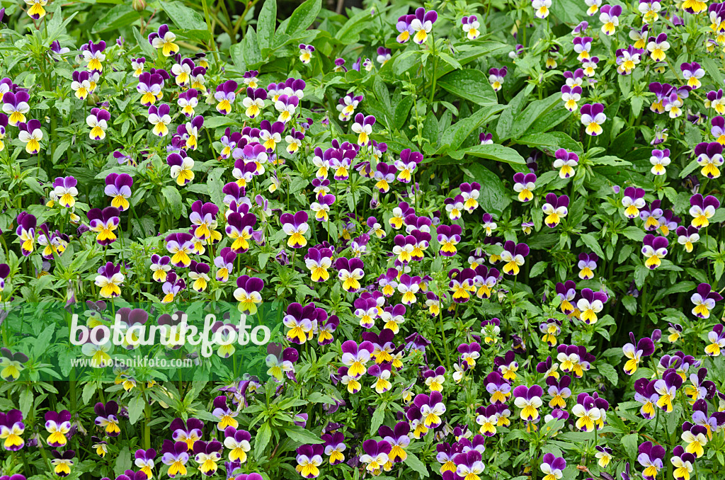 508134 - Violets (Viola)