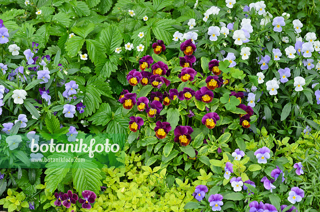 508145 - Violets (Viola)