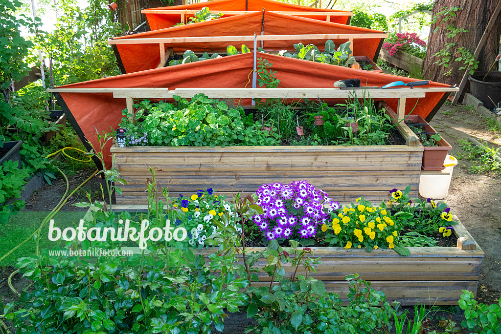 625037 - Violets (Viola) and cineraria (Pericallis) in raised beds