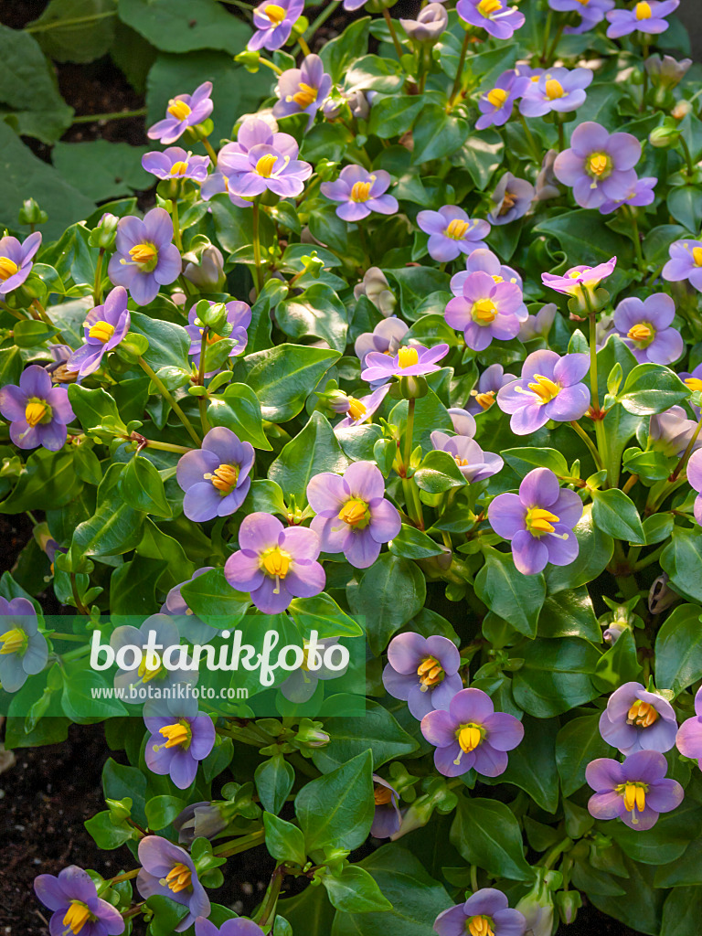 412008 - Violette de Perse (Exacum affine)
