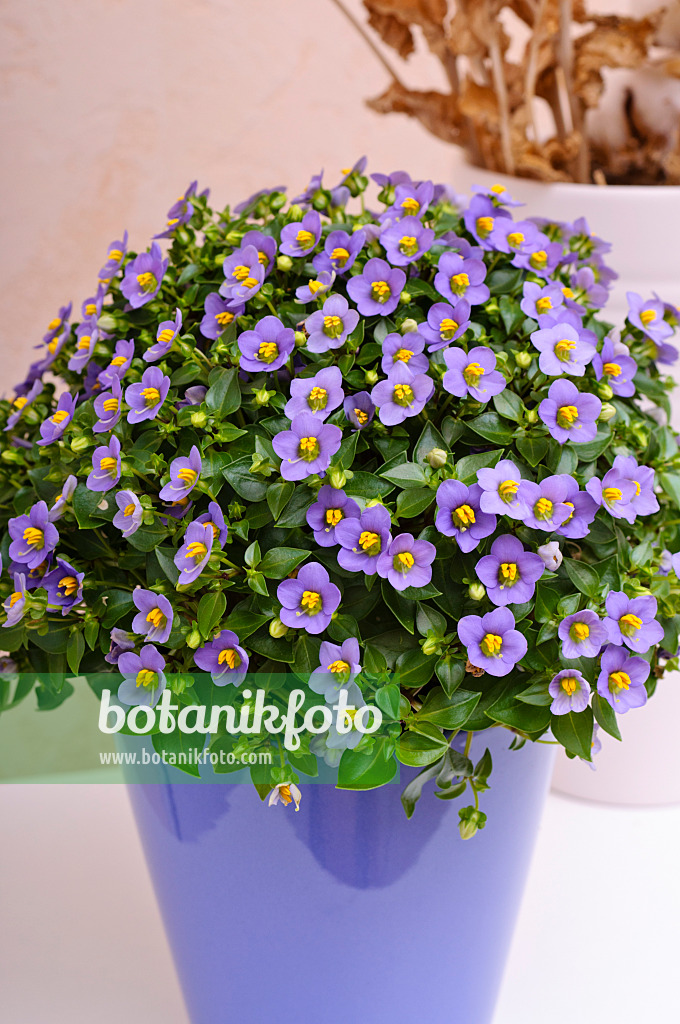 476014 - Violette de Perse (Exacum affine)