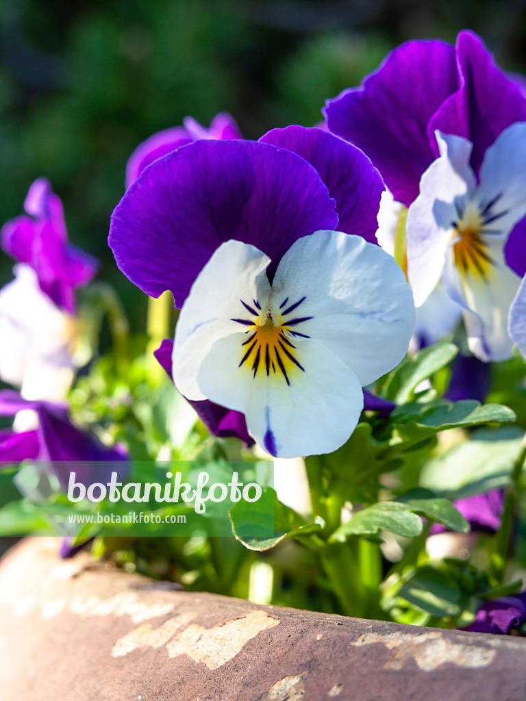 437103 - Violette multicaule (Viola x wittrockiana)