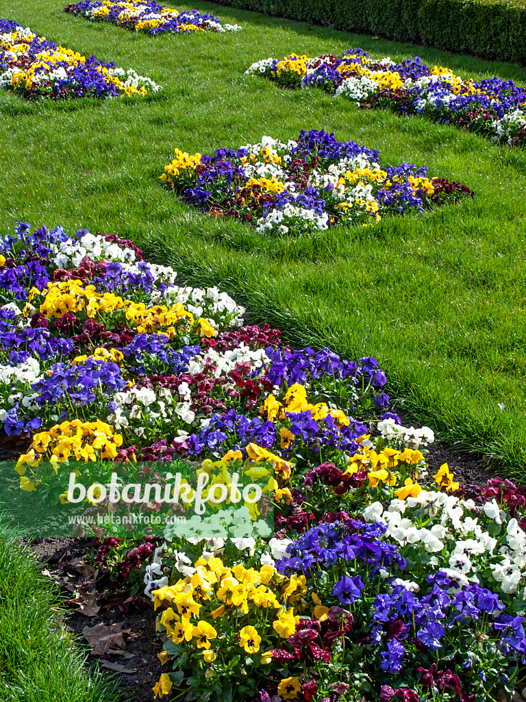 459004 - Violette multicaule (Viola x wittrockiana)