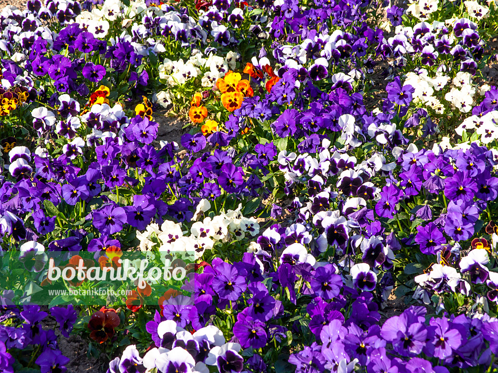459026 - Violette multicaule (Viola x wittrockiana)