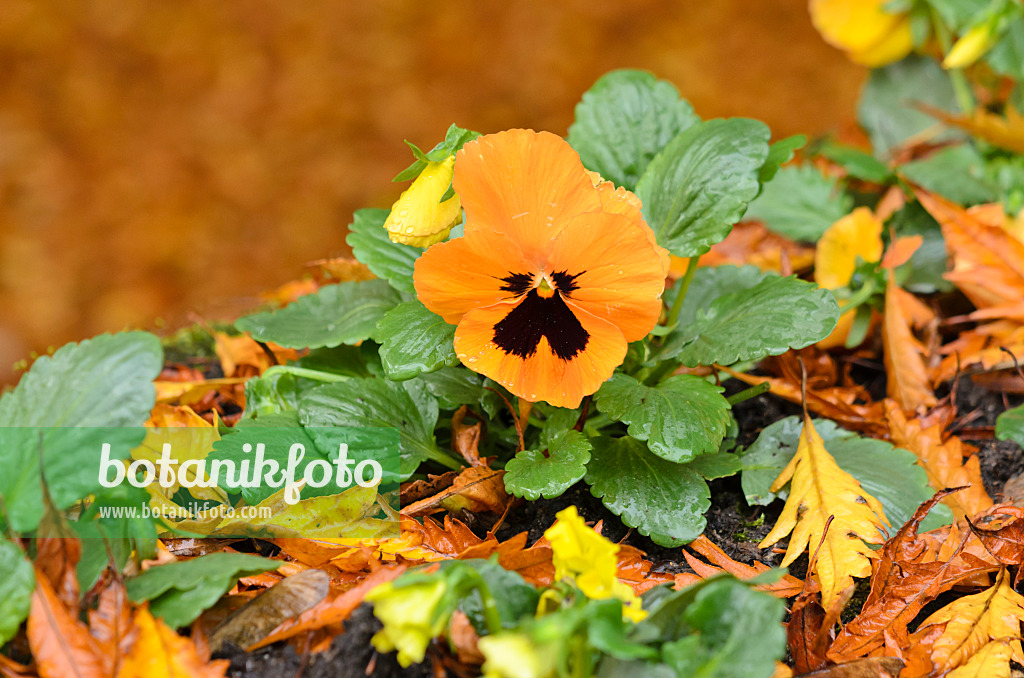 525386 - Violette multicaule (Viola x wittrockiana)
